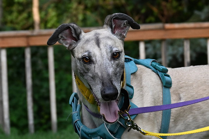 Crash, Greyhound