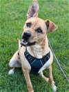 adoptable Dog in redlands, CA named BISHOP- IN FOSTER