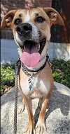adoptable Dog in redlands, CA named SKIPPER- IN TRAINING