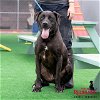 adoptable Dog in redlands, CA named BRUCE- IN TRAINING