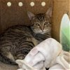 adoptable Cat in la, CA named JOSE- IN FOSTER