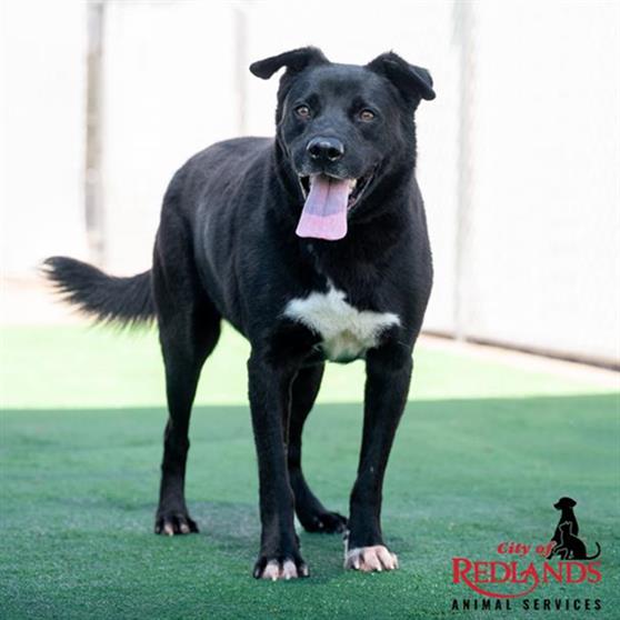 adoptable Dog in Redlands, CA named GILBERT