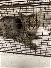 adoptable Cat in redlands, CA named PAUL- IN FOSTER