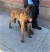 adoptable Dog in redlands, CA named ATLAS- IN FOSTER