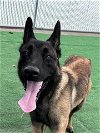 adoptable Dog in redlands, CA named ATLAS