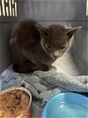 adoptable Cat in redlands, CA named WORM- IN FOSTER
