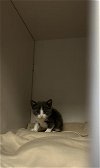 adoptable Cat in redlands, CA named BEEZLEBUB- IN FOSTER