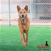 adoptable Dog in redlands, CA named OSCAR- IN FOSTER