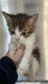 adoptable Cat in redlands, CA named RANCHER- IN FOSTER