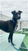 adoptable Dog in redlands, CA named WINNIE
