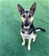 adoptable Dog in redlands, CA named TURKEY- IN FOSTER