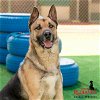 adoptable Dog in redlands, CA named CLAY