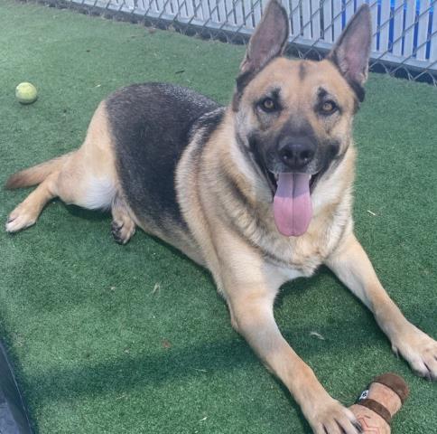 adoptable Dog in Redlands, CA named CLAY