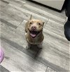 adoptable Dog in la, CA named HENDRIX- IN FOSTER