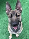 adoptable Dog in redlands, CA named ROXIE