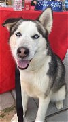 adoptable Dog in redlands, CA named OREO