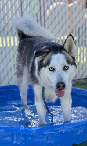adoptable Dog in Redlands, CA named OREO
