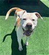 adoptable Dog in redlands, ca, CA named EMINEM