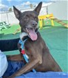 adoptable Dog in redlands, CA named RUSTY