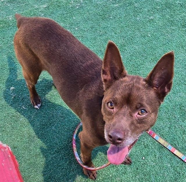 adoptable Dog in Redlands, CA named RUSTY