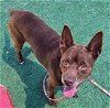 adoptable Dog in  named RUSTY