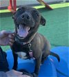 adoptable Dog in redlands, CA named NUTMEG