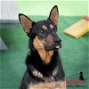 adoptable Dog in redlands, CA named TITAN