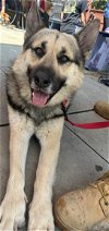 adoptable Dog in redlands, CA named SIR REGINALD