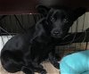 adoptable Dog in redlands, CA named SUSHI- IN FOSTER