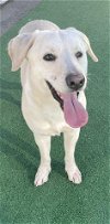 adoptable Dog in redlands, CA named MUTTONS