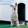 adoptable Dog in redlands, CA named MUFFIN MAN