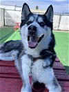 adoptable Dog in redlands, CA named ASPEN