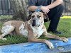 adoptable Dog in redlands, CA named TINY