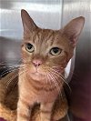 adoptable Cat in redlands, CA named SHREK- IN FOSTER