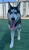adoptable Dog in redlands, ca, CA named FRANNY- IN FOSTER