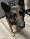 adoptable Dog in redlands, ca, CA named HAMMY- IN FOSTER