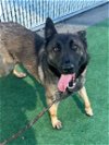adoptable Dog in redlands, CA named SUNDAY- IN FOSTER