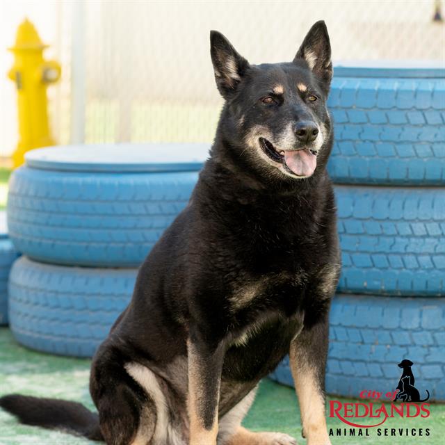 adoptable Dog in Redlands, CA named POLLY