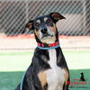 adoptable Dog in Redlands, CA named MIKE