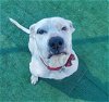 adoptable Dog in redlands, CA named ROSIE- IN FOSTER