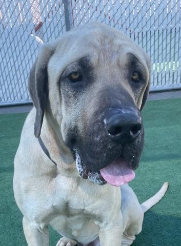 adoptable Dog in Redlands, CA named GARFIELD- IN FOSTER