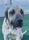 adoptable Dog in redlands, ca, CA named GARFIELD- IN FOSTER