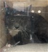 adoptable Cat in redlands, CA named TNR