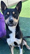 adoptable Dog in redlands, ca, CA named JULIAN- IN FOSTER