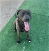 adoptable Dog in redlands, CA named DANTE