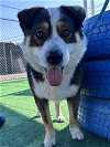 adoptable Dog in redlands, CA named KENAI- IN FOSTER