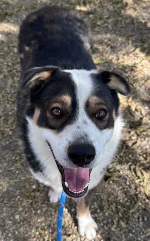 adoptable Dog in Redlands, CA named KENAI