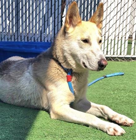 adoptable Dog in Redlands, CA named AKIRA