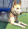 adoptable Dog in redlands, CA named AKIRA