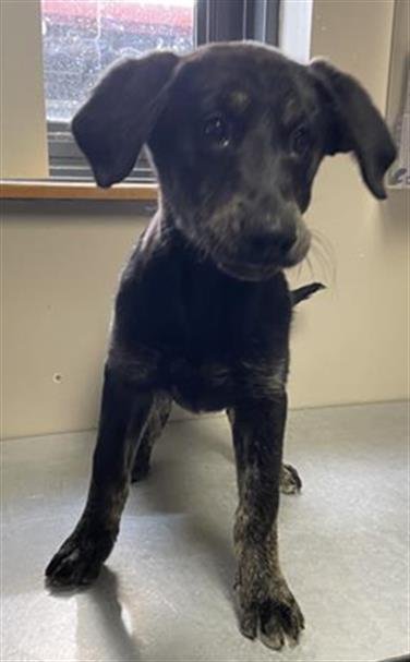 adoptable Dog in Redlands, CA named JOLENE